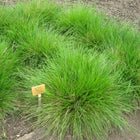 Deschampsia cespitosa - Tufted Hair Grass