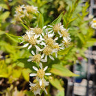 Doellingeria umbellata - Parasol Whitetop