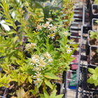 Doellingeria umbellata - Parasol Whitetop
