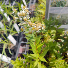 Doellingeria umbellata - Parasol Whitetop