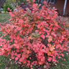 Fothergilla Gardenii - Dwarf Witch-Alder