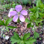 Geranium maculatum - Wild Geranium
