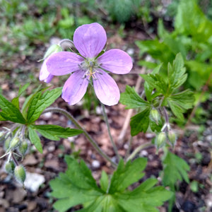 Geranium maculatum - Wild geranium