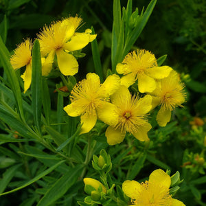 Hypericum prolificum - Shrubby St. John's Wort