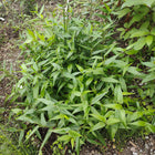 Dichanthelium clandestinum - Deertongue grass