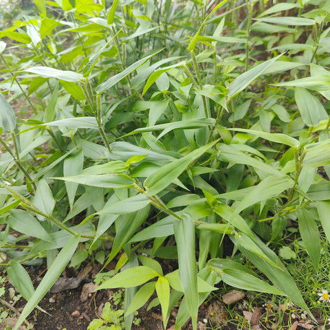 Dichanthelium clandestinum - Deertongue grass