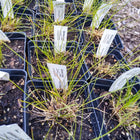 Sporobolus heterolepis - Prairie dropseed