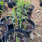 Euthamia graminifolia - Grass-leaved goldenrod