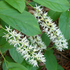 Itea virginica - Virginia Sweetspire