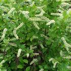 Itea virginica - Virginia Sweetspire