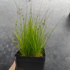 Juncus tenuis - Path Rush