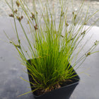 Juncus tenuis - Path Rush