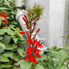 Lobelia cardinalis - cardinal flower