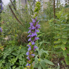 Lobelia siphilitica - Blue cardinal flower