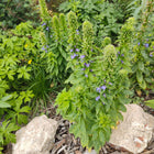 Lobelia siphilitica - Blue cardinal flower