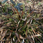Luzula acuminata - Hairy Woodrush