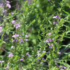 Lythrum alatum - Winged Loosestrife