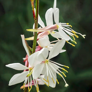 Oenothera lindheimeri - White Gaura