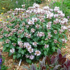 Monarda bradburiana - Bradbury's Bee Balm