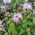 Monarda bradburiana - Bradbury's Bee Balm