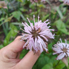 Monarda bradburiana - Bradbury's Bee Balm