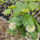 Physocarpus opulifolius - Common Ninebark