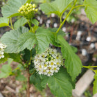 Physocarpus opulifolius - Common Ninebark