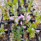 Physostegia virginiana ‘Pink Manners’ - Obedient Plant