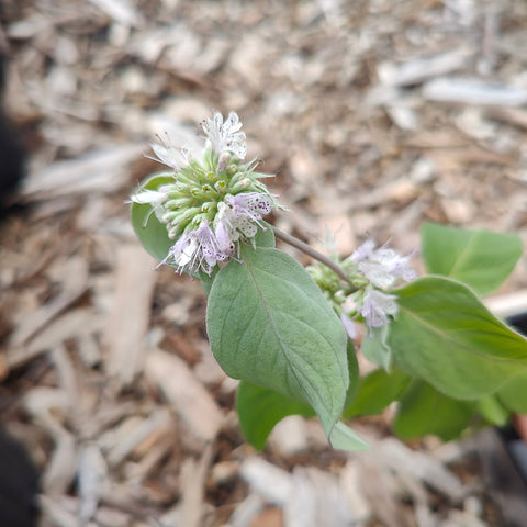 Pycnanthemum incanum - Hoary mountain mint