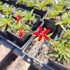 Silene virginica - Fire Pink