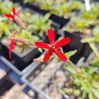 Silene virginica - Fire Pink