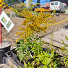 Solidago odora - Sweet Goldenrod