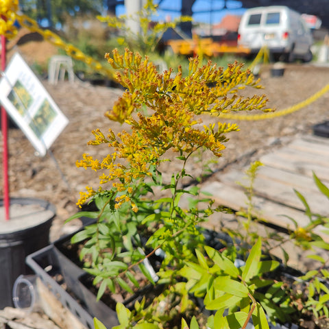 Solidago odora - Sweet Goldenrod