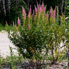 Spiraea tomentosa - Steeplebush