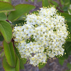 Viburnum prunifolium - Blackhaw Viburnum