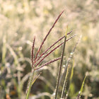 Andropogon gerardii - Big bluestem