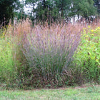 Andropogon gerardii - Big bluestem