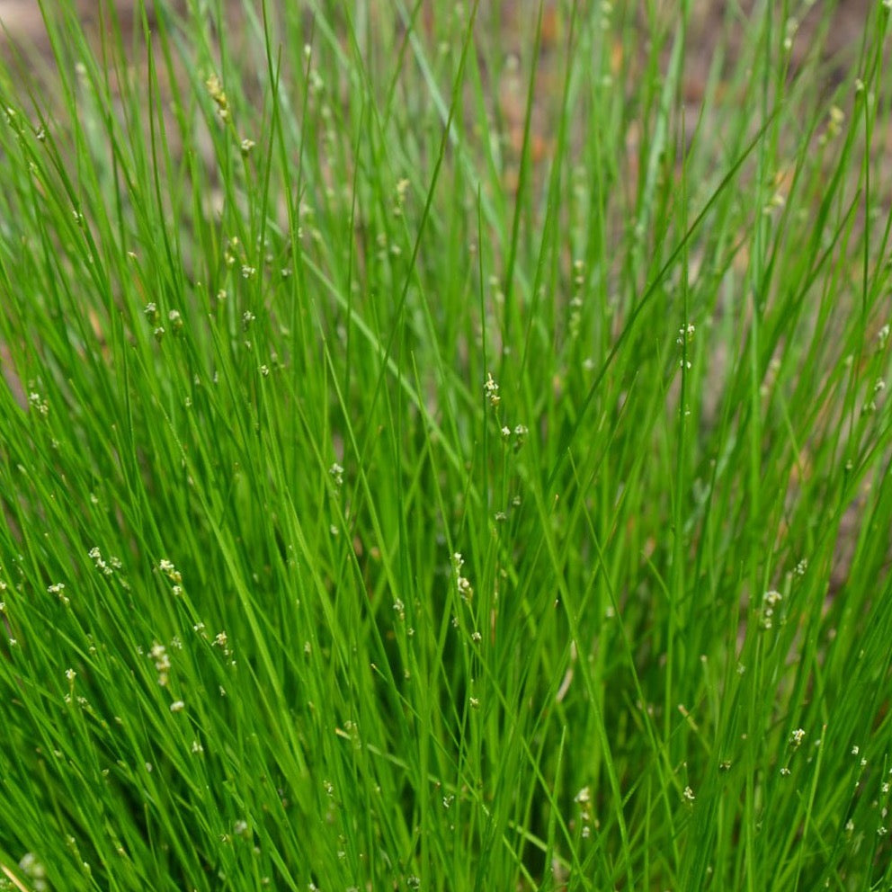 Carex appalachica - Appalachian Sedge