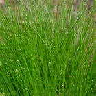 Carex appalachica - Appalachian Sedge