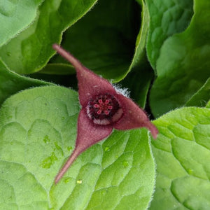 Asarum canadense - Canadian Wild Ginger