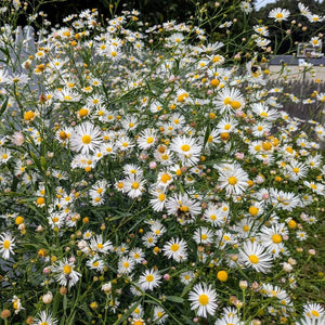 Boltonia asteroides - False Aster
