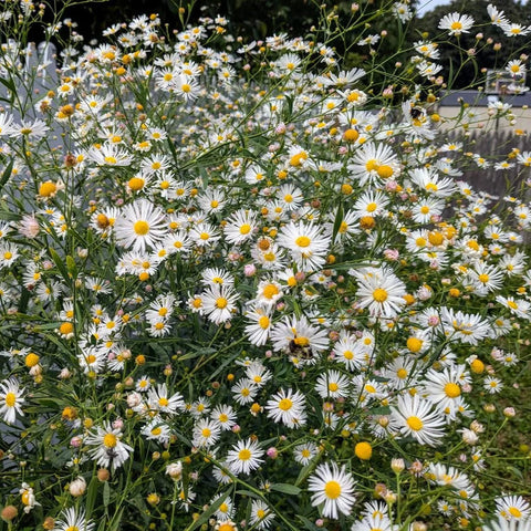 Boltonia asteroides - False Aster
