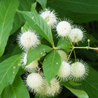 Cephalanthus occidentalis - Buttonbush