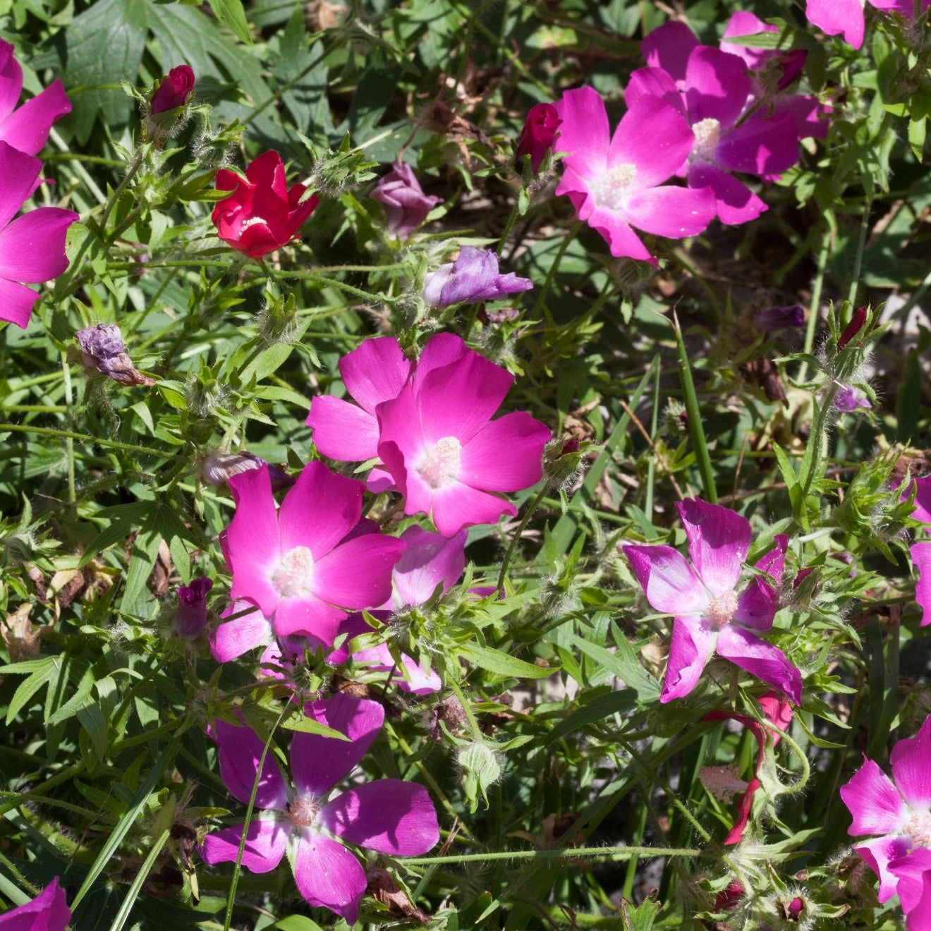 Callirhoe involucrata - Purple Poppy Mallow