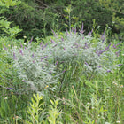 Amorpha canescens - Lead Plant