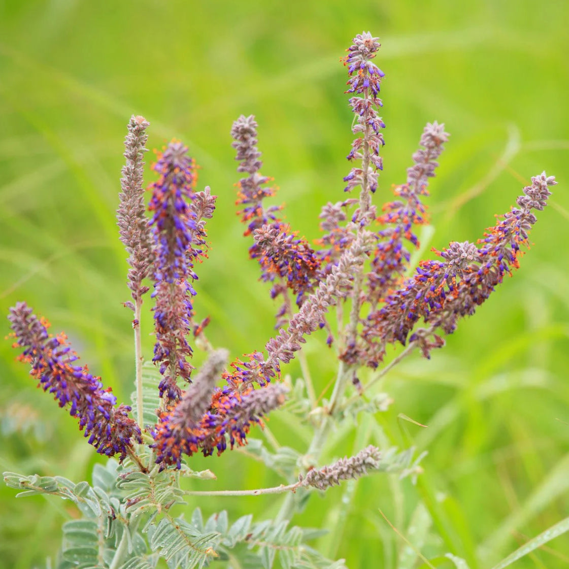 Amorpha canescens - Lead Plant