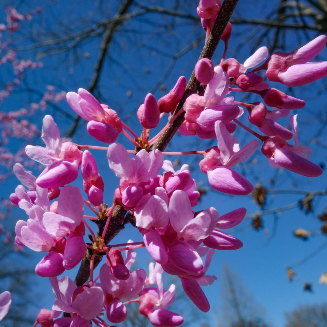 Cercis canadensis - Eastern Redbud