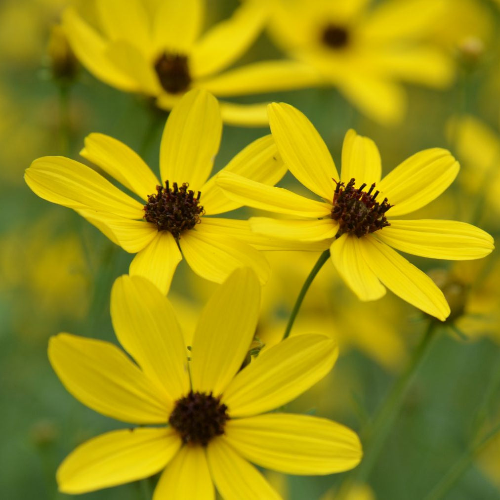 Coreopsis tripteris - Gold Standard
