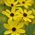Coreopsis tripteris - Gold Standard