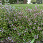 Cunila origanoides - Dittany